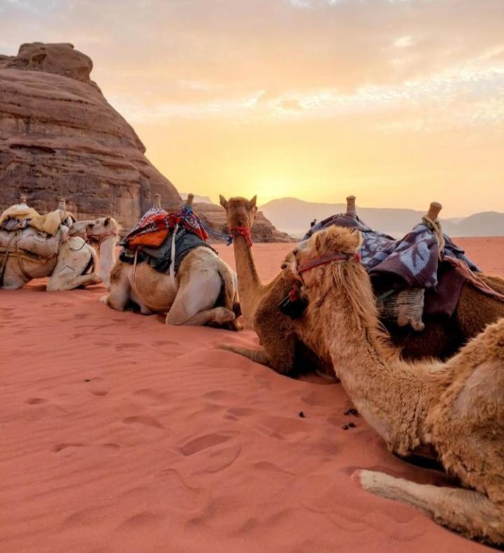 Wadi Rum Nature 외부 사진