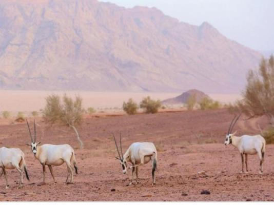 Wadi Rum Nature 외부 사진