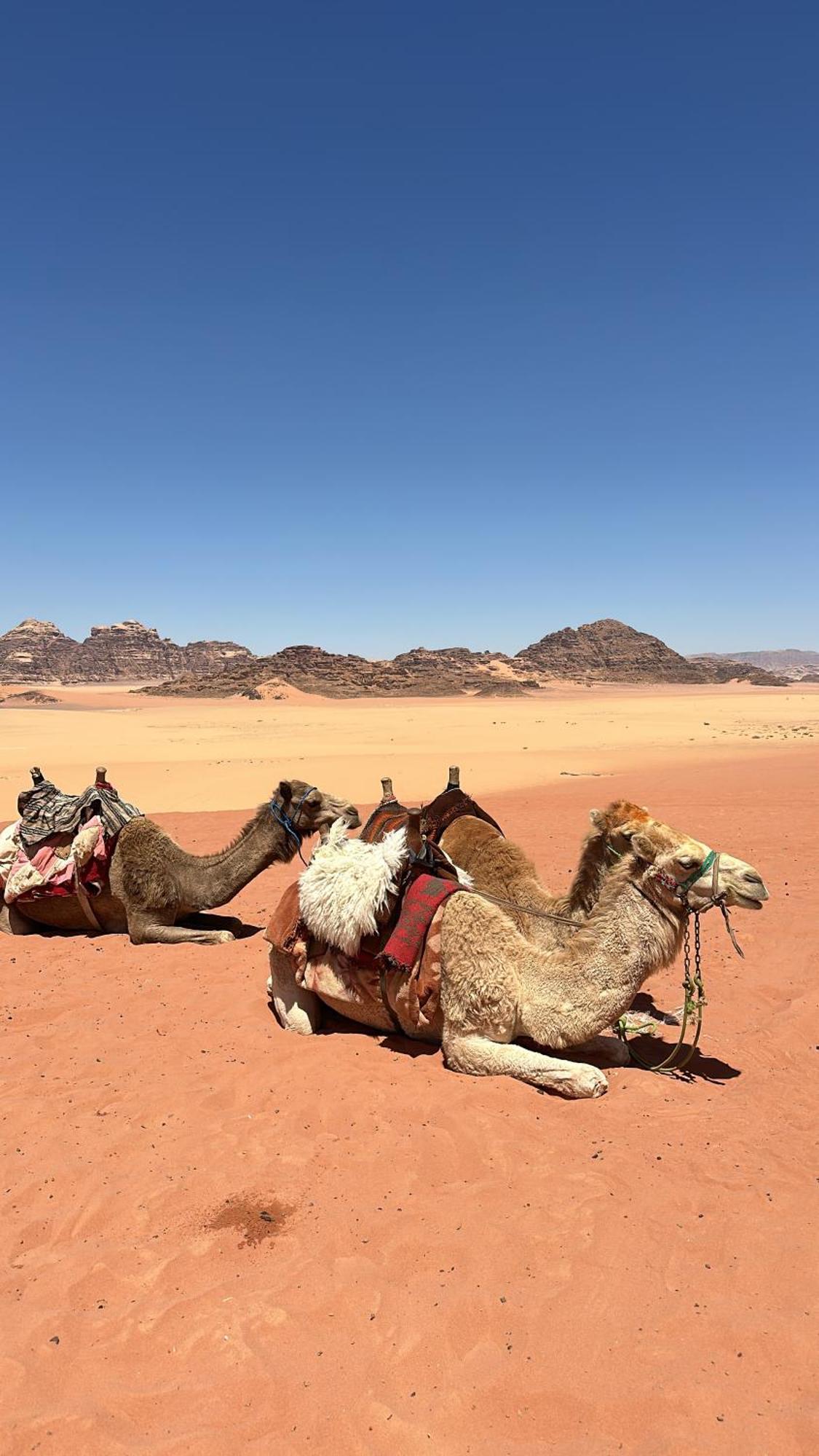 Wadi Rum Nature 외부 사진