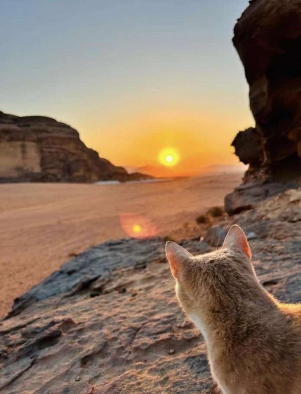 Wadi Rum Nature 외부 사진